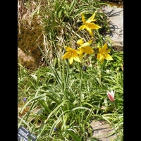 Carlina Acanthifolia (ss-esp. Cynara) (fam. Composees) (Europe) (12)
